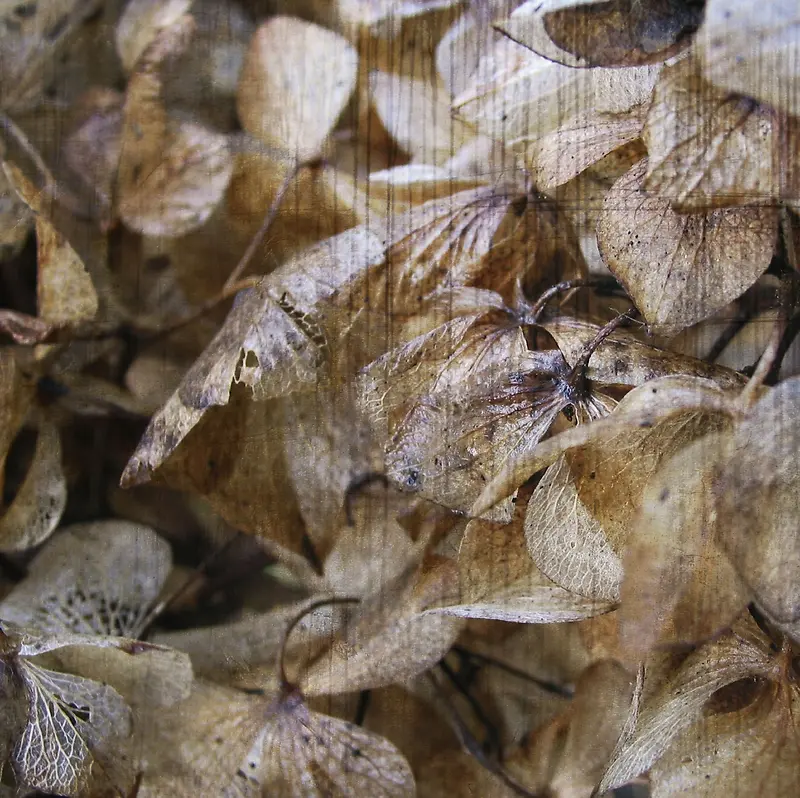 �ɿݵĻ�Ҷ����-������