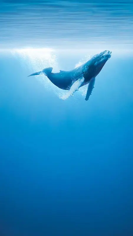 �󺣱�ֽˮ����Ӱ-������