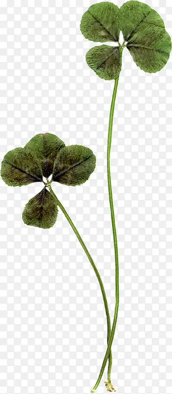 Ư��ѹ����Ҷ��ֲ��-������