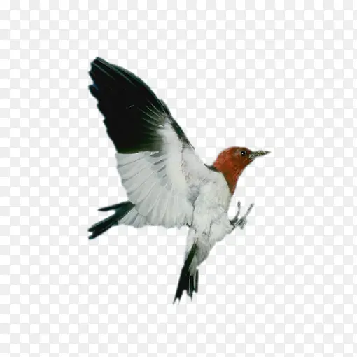 ��ɫ����С��-������