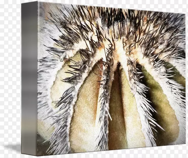 ëƤ���ǲݿ�ˮ������ֲ��-������