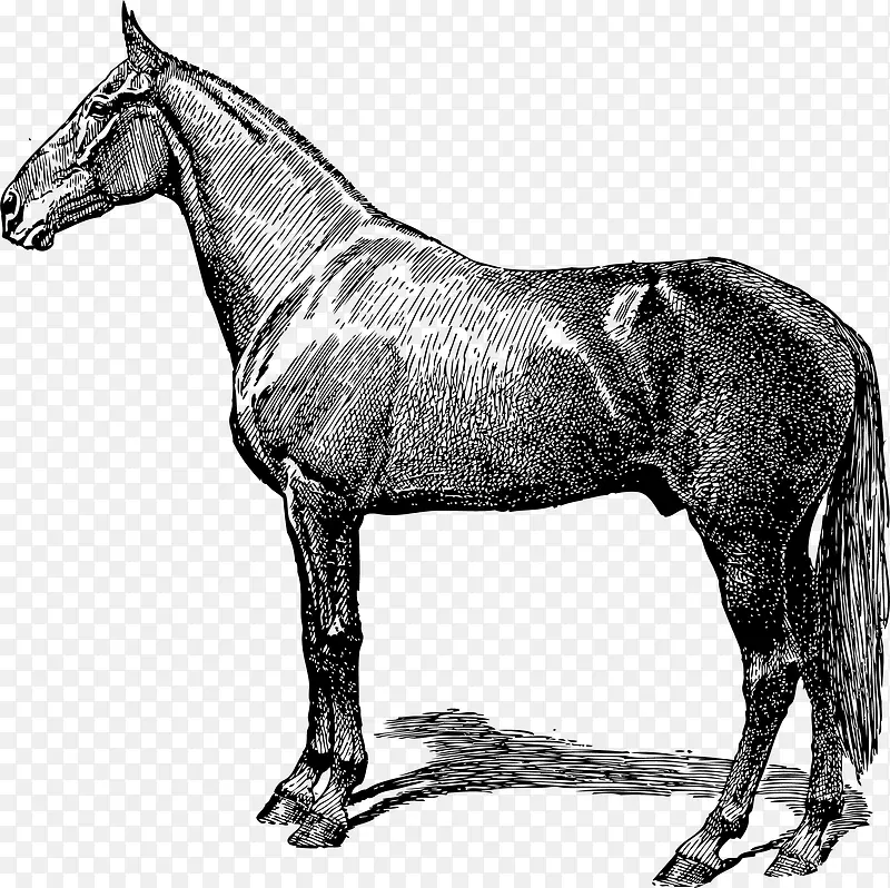 �ֻ���-������