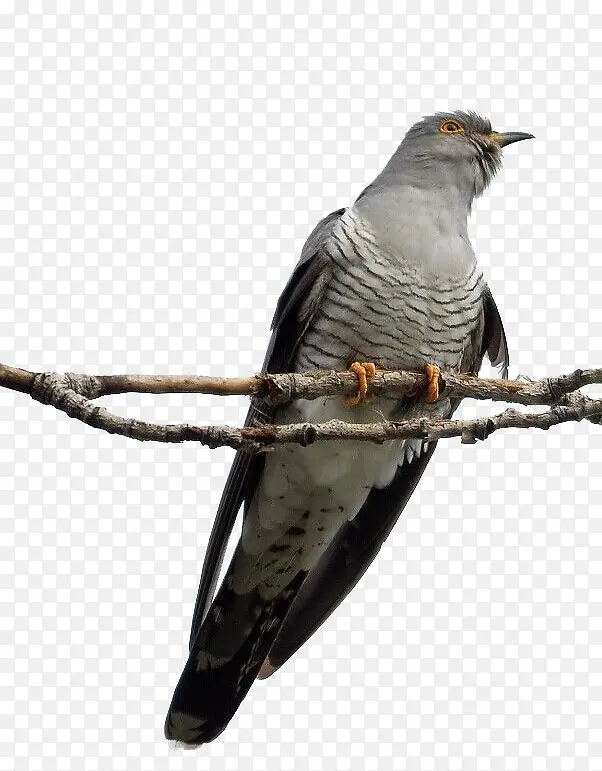 һֻС��-������