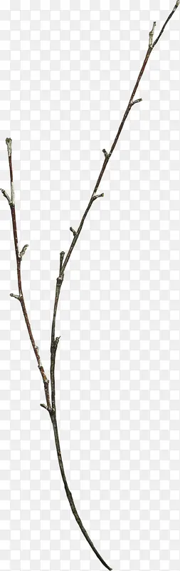 һ֧û�л������֦-������