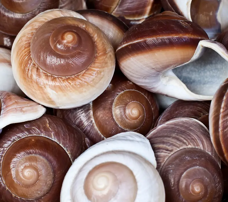 ���ݱ����ز�-������