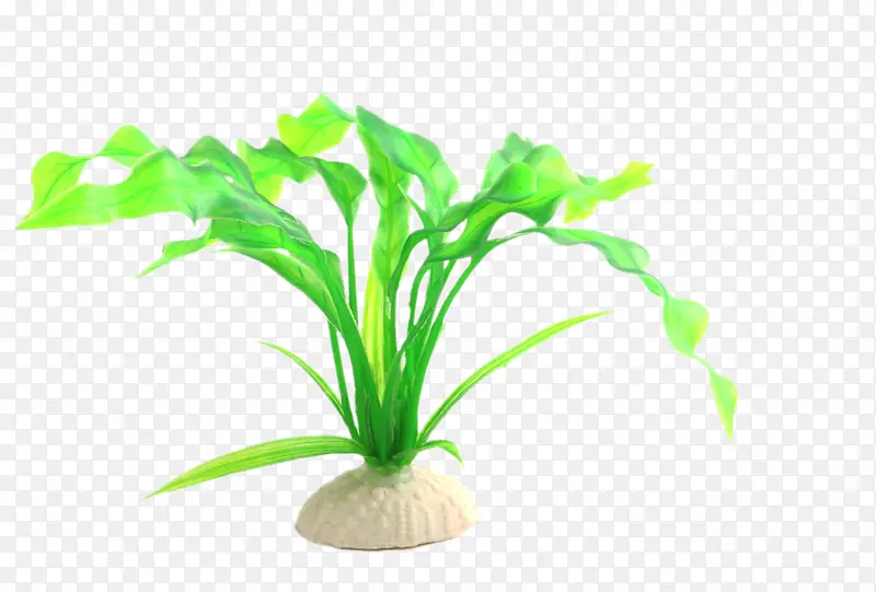 С����Ҷ��С������ˮ�ݲ���-������