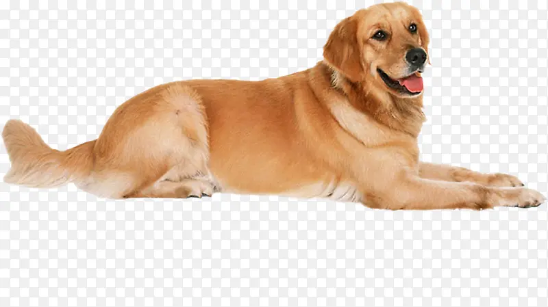 �ɰ�������������-������