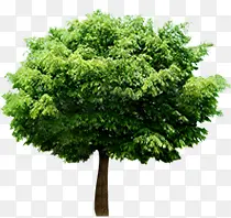 ������Ӱ��԰��Ĵ���ֲ��-������