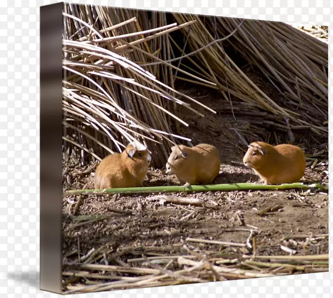 �������ݶ���Ұ����������-������