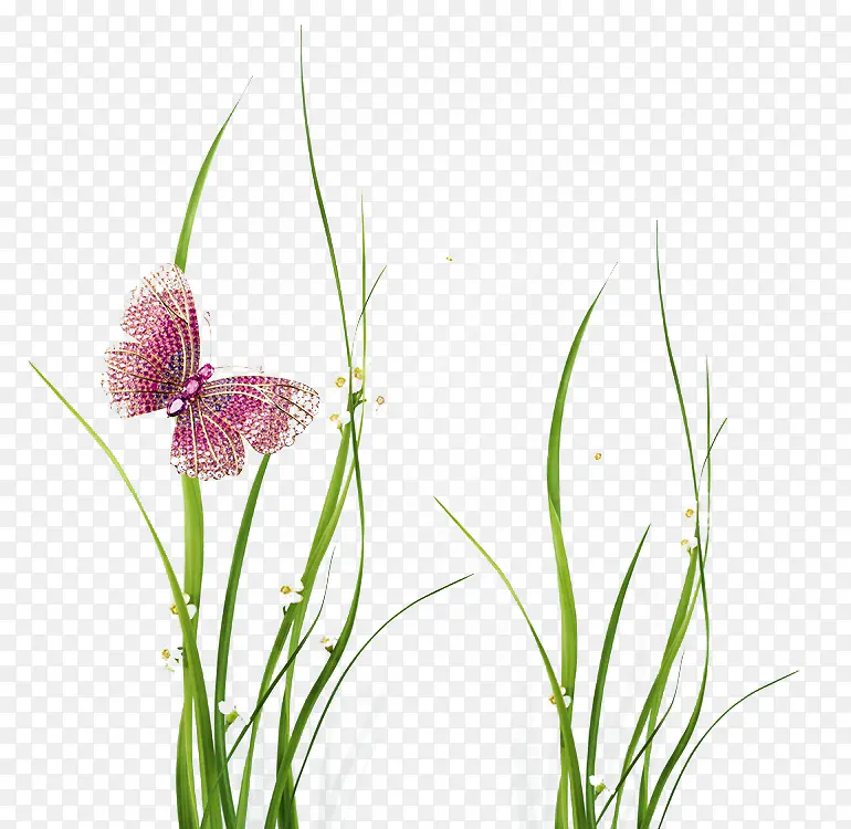 ��ɫֲ������-������