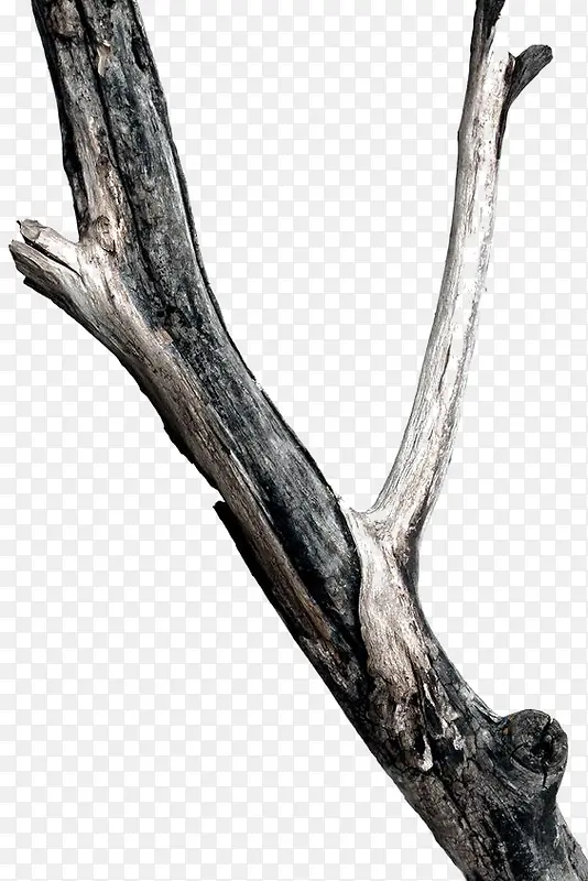 ˮ����֦-������