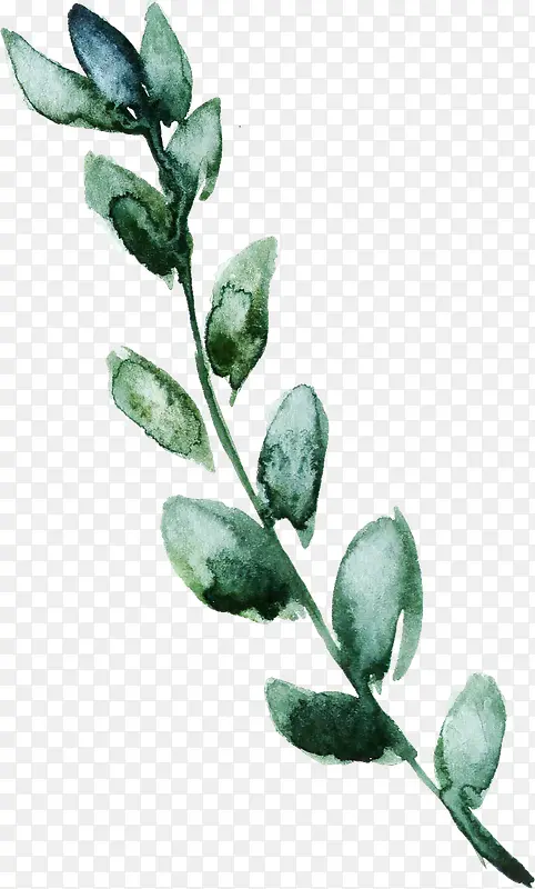 ˮ�ʸ�����ɫ������֦ҶƬ-������