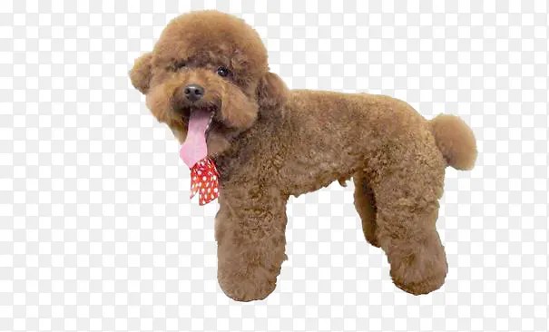 ̩�Ϲ�ͼƬ-������