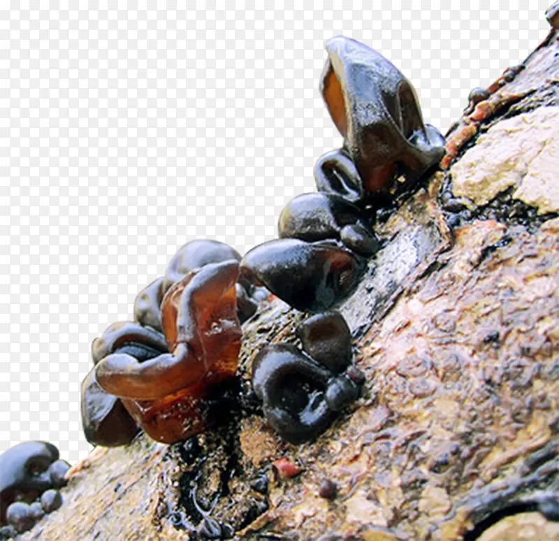 Ұ��ľ����Ʒʵ��-������