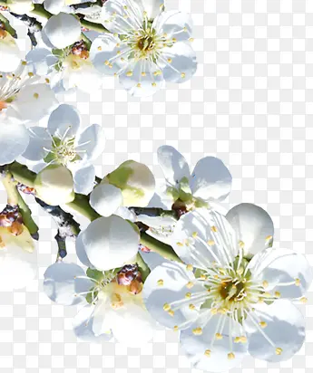 ��ƺ�����Ϧ������֦-������