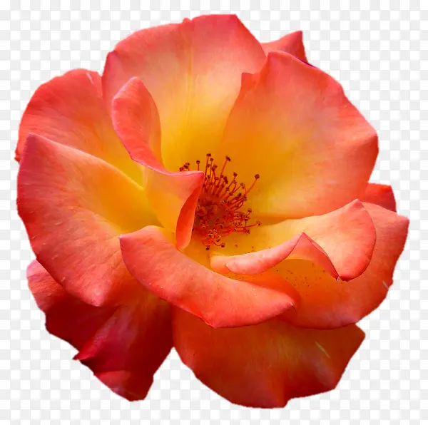 ��������زĹ��������ز�-������