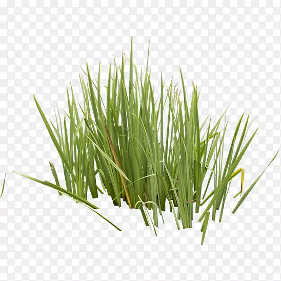 ����ݣ���ݣ���ݣ���Ʒ�ݱ�ֲ��-ˮ��ֲ��-������