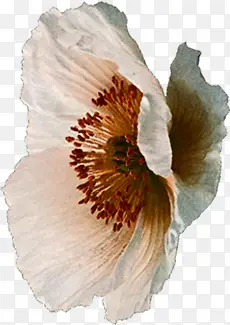 ��ɫ�ĵ�����-������