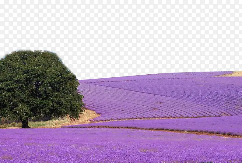 �����µ�޹�²�-������