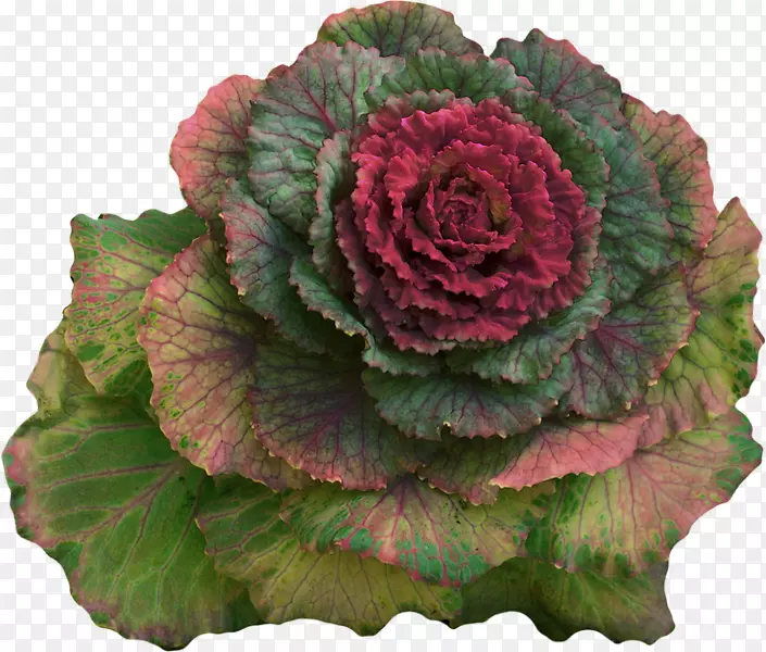 ����Ҷ�߲˴��˻�Ҭ��-������