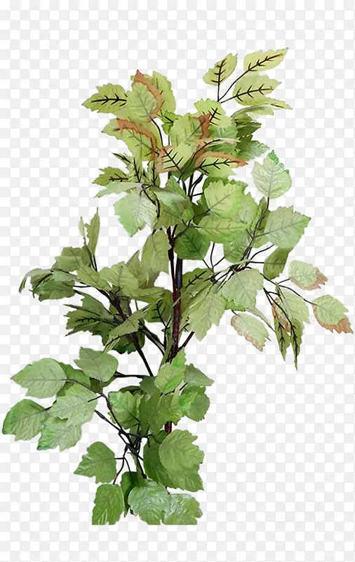 ��֦-������