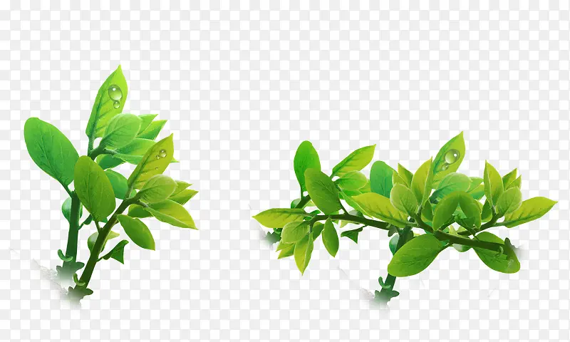 ��Ҷ-������