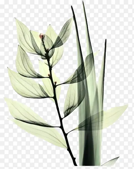 ��֦-������