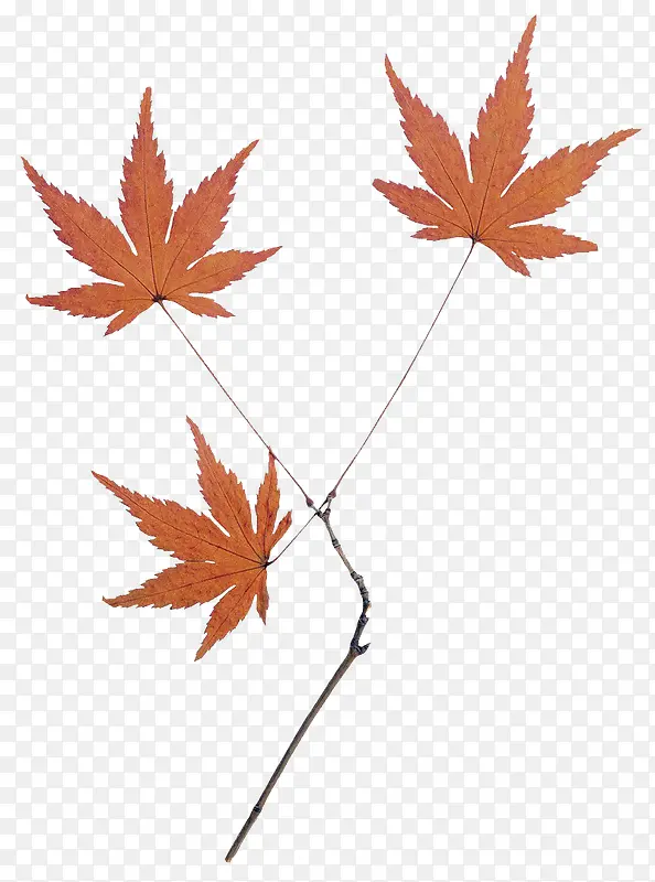 ���Ҷ-������