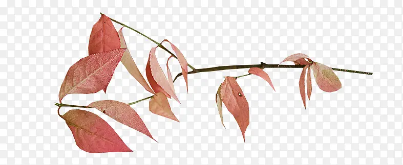 ����֦-������