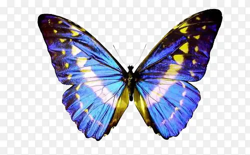 ����ɫ�ĺ���-������