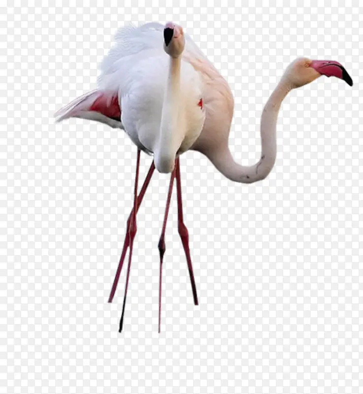 ��ɫ������-������