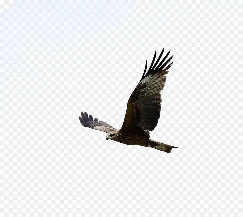 ��ɫ����ë-������