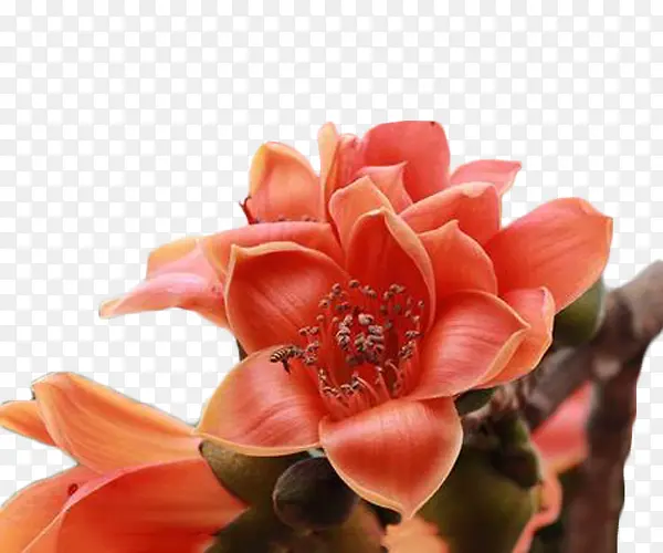 ��ɫ����ľ�޻�-������