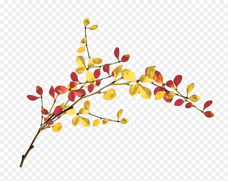 ����֦Ҷ-������