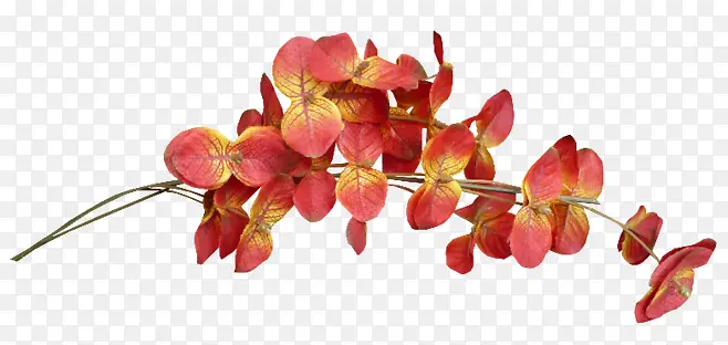 ��֦-������