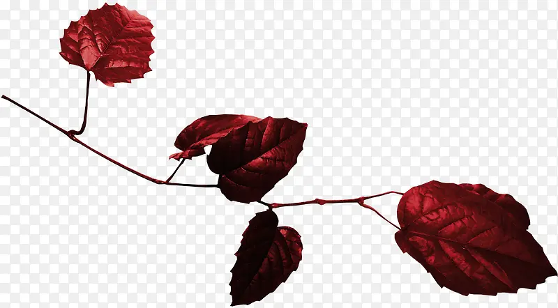 Ư��֦Ҷ-������