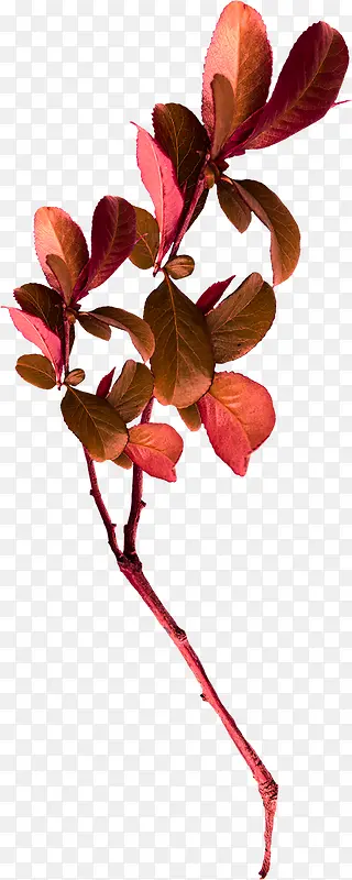 ��Ҷװ���ز�-������