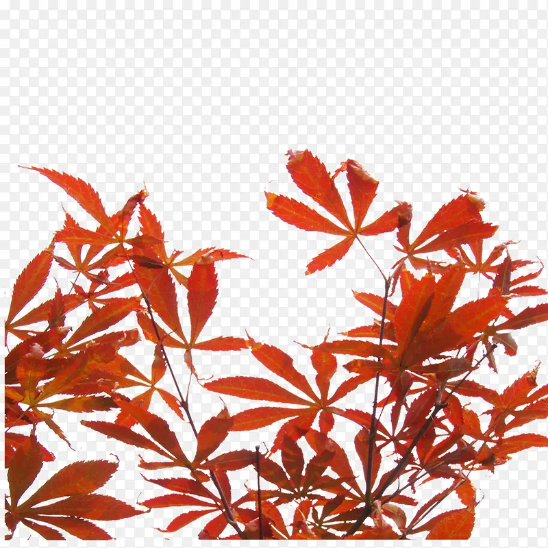 ��Ҷ-������