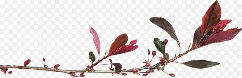 һ֧��ɫ����֦-������