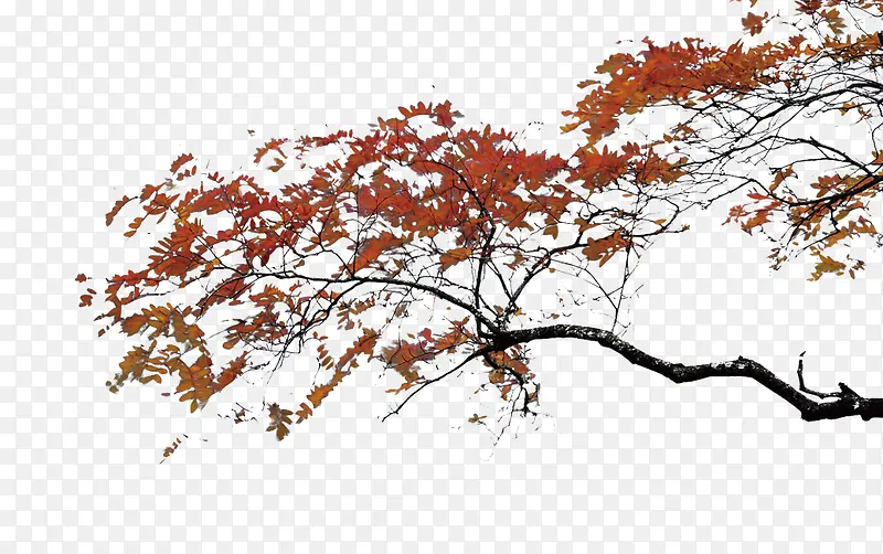 ��Ҷ��-������