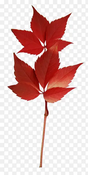 ��ɫҶ��-������