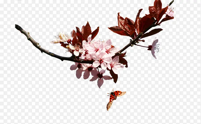 ��Ҷ-������