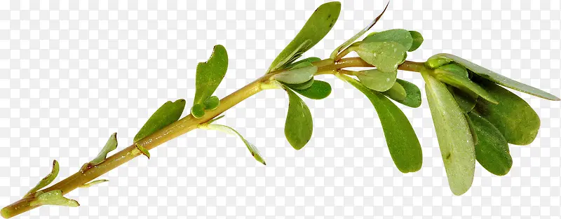 С��ͼƬ-������