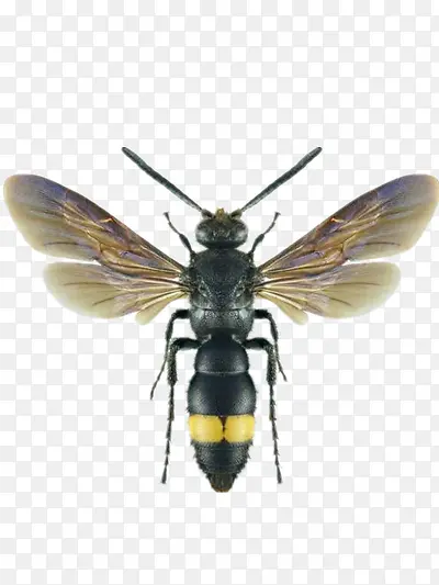 ��Ӭ-������