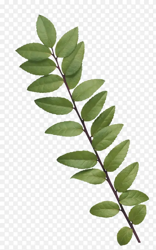 Ư��Ҷ��-������