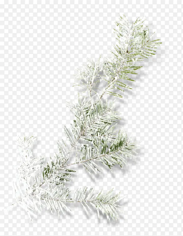 ��ѩ����֦-������