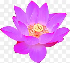 ��ɫ�ɻ�����ˮ��-������