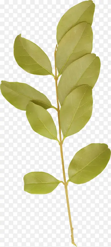 ��Ҷ-������