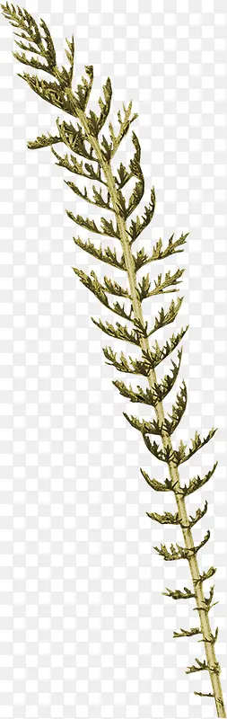 ��ҶͼƬ�ز�-������