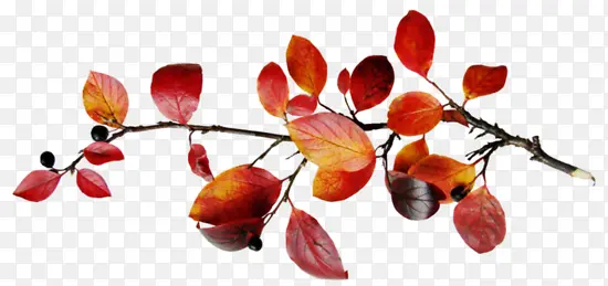 ��Ҷ��֦-������